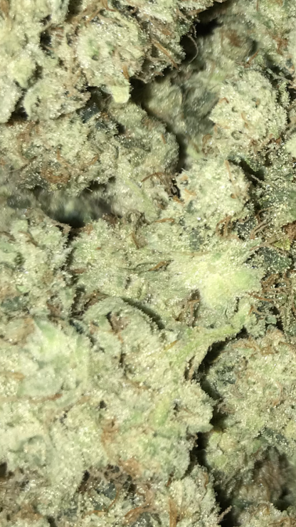 Bulk Clearance 11 - Gorilla Glue / Gorilla Dawg Smalls - Image 2