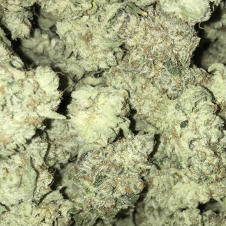 Exotic Flower 15 Twisted Citrus