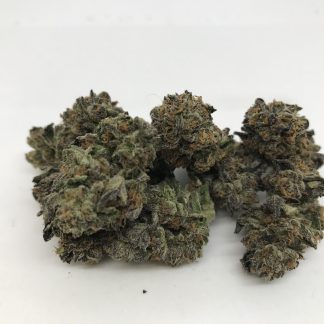 Exotic Flower 8 - Sunset Sherbet
